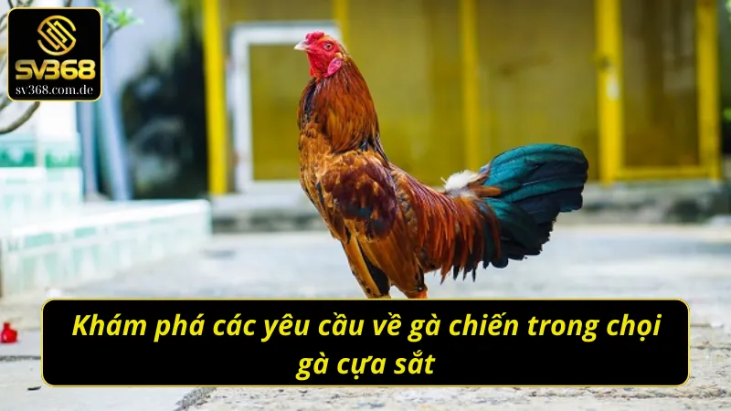 Đá gà cựa sắt SV368 - Đỉnh cao tốc độ và cảm xúc trong từng pha ra đòn 2 Yêu cầu chiến kê trong đá gà cựa sắt – Thể lực bền bỉ, phản xạ nhanh và khả năng ra đòn chính xác